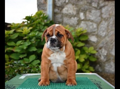 5 engbuldoga1025.jpg